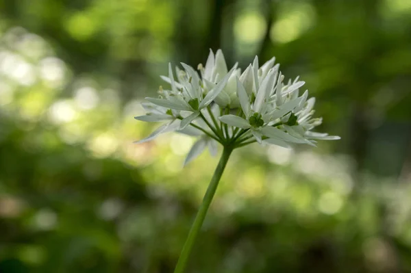 Usturoiul Ursului Alliu Floare Lumina Soarelui — Fotografie, imagine de stoc