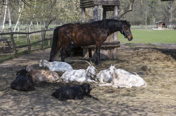 Animali Fattoria Che Trascorrono Momenti Relax Insieme Cavalli Capre Pascolo — Foto Stock