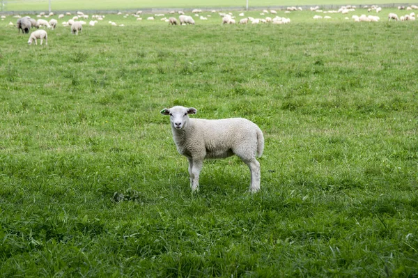 White common sheep ovis aries grazing on pasture, eye contact