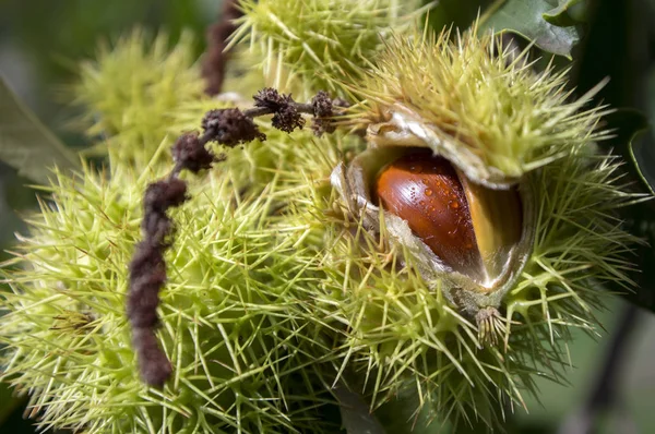 Opened castanea sativa, sweet chestnuts hidden in spiny cupules, tasty brownish nuts marron fruits