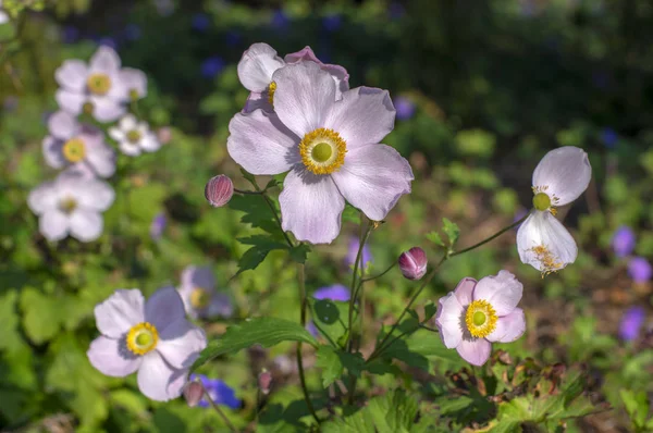 Anemone hupehensis japonica flowering plant, Japanese anemone flowers in bloom, thimbleweed windflowers, late summer early autumn plants