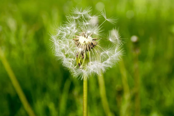 Gros Plan Sur Pissenlit Fané Taraxacum Officinale Graines Volantes — Photo