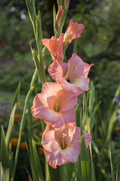Gladiolus Hortulanus Декоративные Цветы Цвету Оранжевый Розовый Цвет — стоковое фото