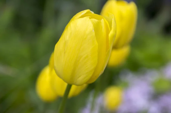 Gruppe Von Gemeinsamen Schönen Frühling Gelben Tulpen Voller Blüte Den — Stockfoto