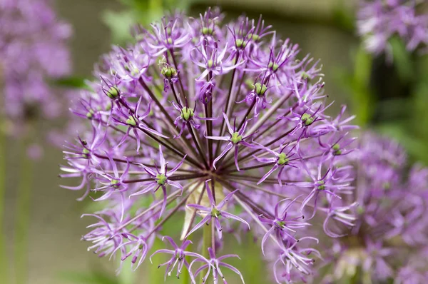 Allium Hollandicum Grupp Lila Persiska Prydnadslök Blommor Blom — Stockfoto