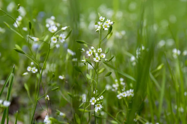 Draba Verna Group Early Spring Tiny White Wild Flowers Bloom — Stock Photo, Image