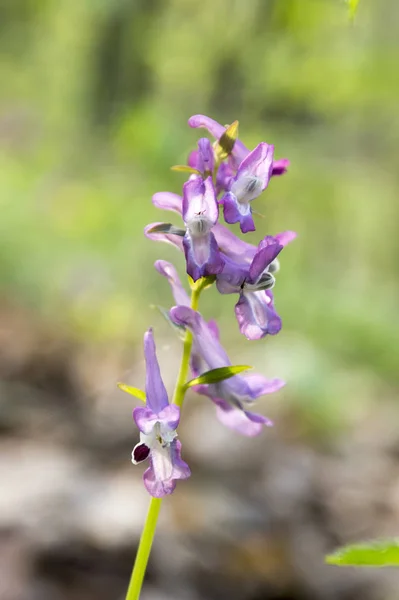Corydalis Cava Violet Spring Flower Bloom — Stock Photo, Image