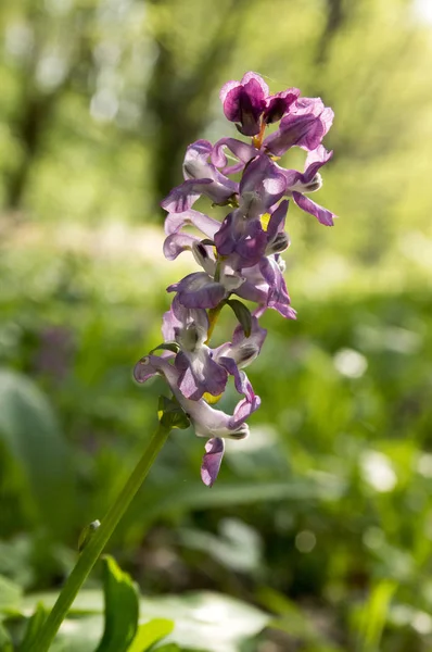 Corydalis Cava Violeta Flor Primavera Flor — Fotografia de Stock