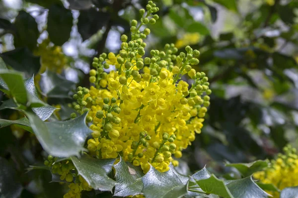 黄色の花を持つ ヒイラギナンテン Aquifolium — ストック写真