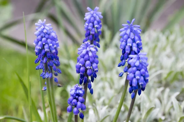 Muscari Armeniacum Blue Spring Bubous Flowers Bloom — Stock Photo, Image