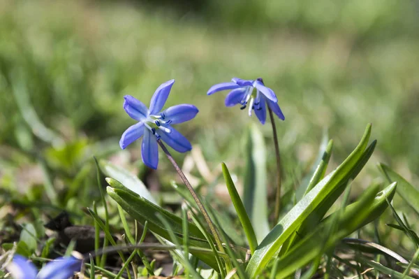 Una Planta Scilla Siberica Flores Azules Primavera Temprana Flor Hierba — Foto de Stock