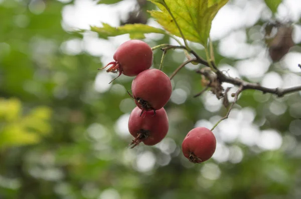 Crataegus Pinnatifida Kinesiska Hagtorn Hawberry Med Röda Mogna Frukter — Stockfoto