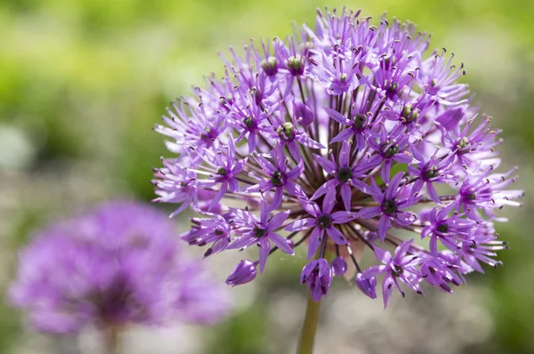 Allium Hollandicum Grupo Flores Cebolla Ornamental Persa Púrpura Flor — Foto de Stock