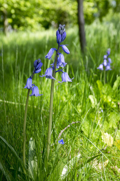 Шилла латиноамериканская колокольчик в форме луковицы поздней весны цветок в цвету
