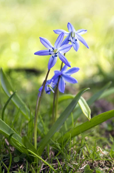 两株紫菜 早春的蓝花在草丛中绽放 — 图库照片