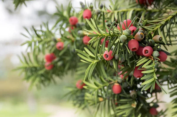 イチイの Baccata 欧州イチイは毒と苦い赤い完熟ベリー果実を持つ針葉樹低木です — ストック写真