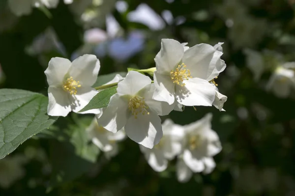 Falešný Jasmín Modrooranžový Kvetoucí Philadelphus — Stock fotografie