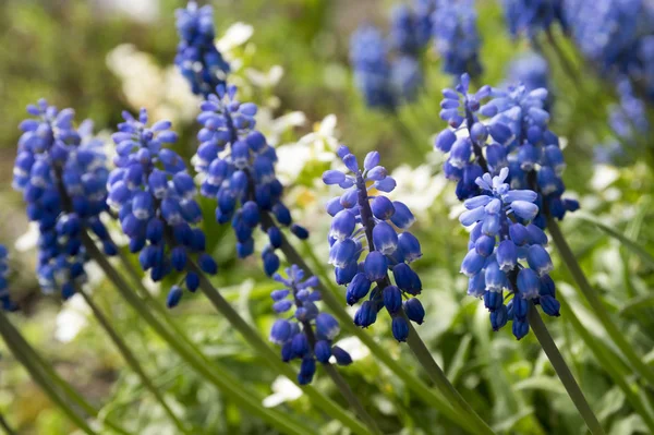 Muscari Armeniacum Blue Spring Bubous Flowers Bloom — Stock Photo, Image