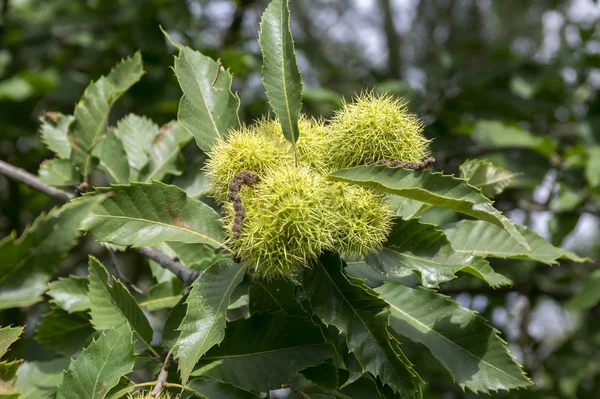 Castanea Sativa Kastanjes Verborgen Acomys Cupules Lekkere Bruine Noten Marron — Stockfoto