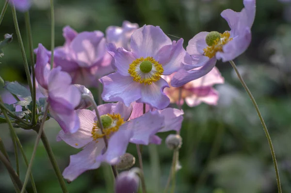 ชดอก Anemone Hupehensis Japonica ดอกไม Anemone นในดอกไม ดอกไม Thimbleweed ปลายฤด — ภาพถ่ายสต็อก