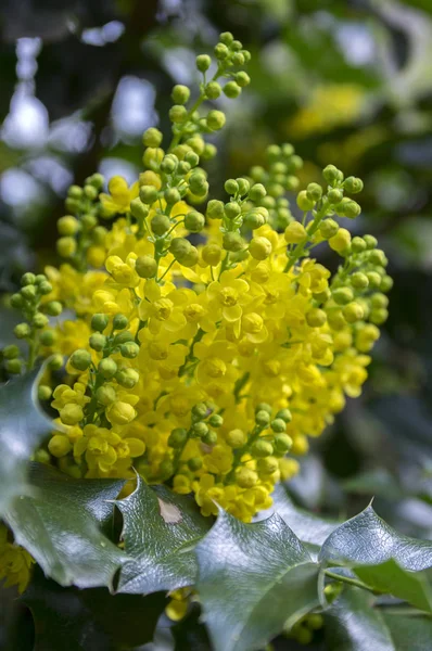 Mahonia Aquifolium Arbusto Con Flor Amarilla — Foto de Stock