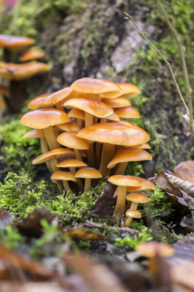 Flammulina velutipes mushroom on wooden shrub in green moss, cluster of tasty winter mushrooms