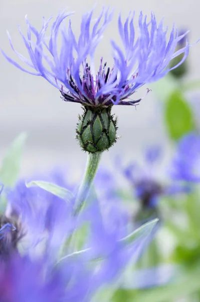 Azul Squarrose Knapweed Flor — Foto de Stock