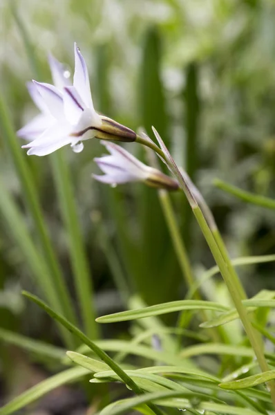 Ipheion Uniflorum Flores Bulbosas Primavera Flor — Foto de Stock