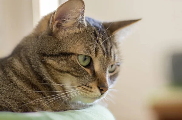 Gato Mármore Preguiçoso Com Olhos Mágicos Limão Deitado Cama Gato — Fotografia de Stock
