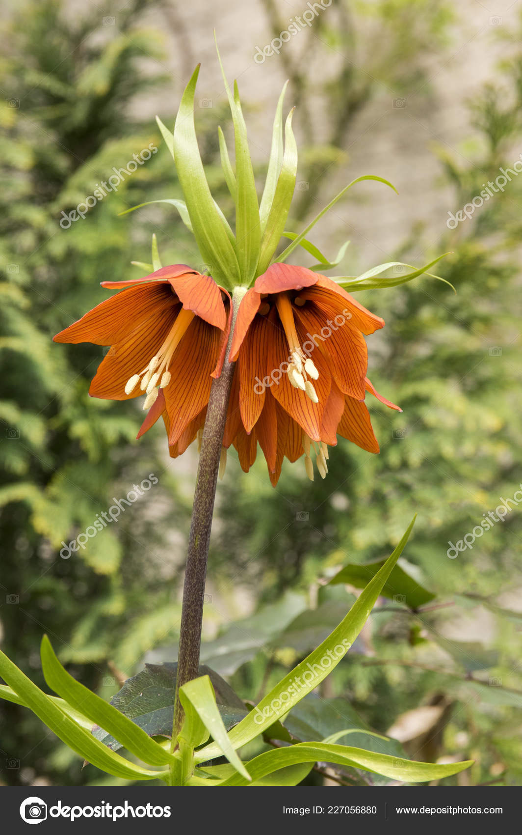 Red Kaiser Crown Bloom Fritillaria Imperialis Spring Garden Stock Photo C Ivusakzkrabice 227056880