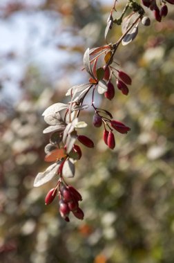 Berberis thunbergii şube kırmızı küçük oval meyve ve yaprakları ile
