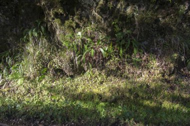Levada do Risco, turistik yürüyüş parkuru, Rabacal, Madeira Adası, Portekiz