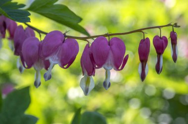 Dicentra spectabilis Asya kanayan kalpler, kalp çiçek şeklinde.