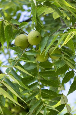 Juglans nigra yeşil dallar unripened fındık