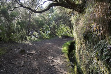 Levada do Risco, turistik yürüyüş parkuru, Rabacal, Madeira Adası, Portekiz