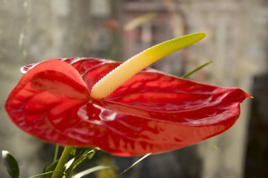 Anthurium andraeanum çiçek, süs kırmızı çiçekler