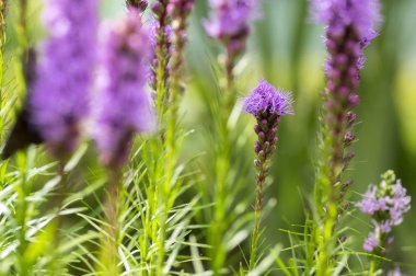 Liatris spicata Mor çiçek çiçek, süs bitki, kök güneş ışığı üzerinde yeşil yaprakları