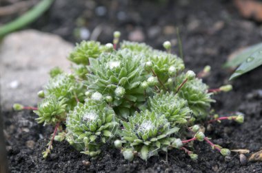 Sempervivum arachnoideum grup örümcek ağları ile Bahçe, rozet bitkilerin