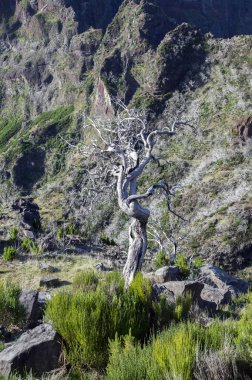 Pico Ruivo yürüyüşü, bulutların üstünde, inanılmaz sihirli manzara, inanılmaz manzaralar, alçak bulutlu güneşli hava, Madeira Adası, Portekiz