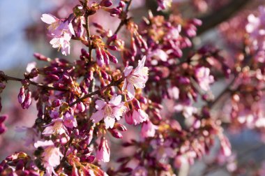 Bahar ağacı prunus campanulata okame çiçek