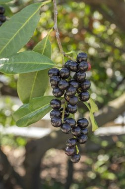 Prunus laurocerasus kiraz laurel çalı, meyve dalları üzerinde olgunlaşma