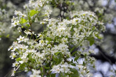 Saint Lucie kiraz Prunus mahaleb ağaç çiçek