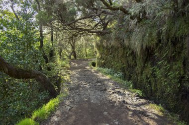 Levada do Risco, turistik yürüyüş parkuru, Rabacal, Madeira Adası, Portekiz