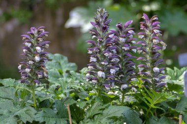 Acanthus hungaricus yüksek çiçekli bitki, otsu mor beyaz yeşil çiçek çiçek kök üzerinde