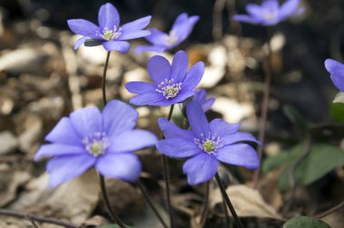 Mantarı nobilis Bloom, erken bahar kır çiçekleri