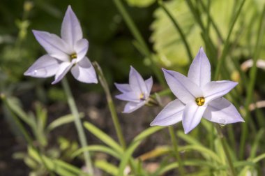 Ipheion uniflorum bahar soğanlı çiçek çiçeklenme