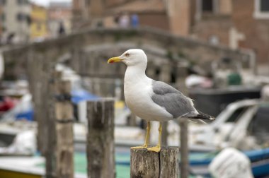 Larus michahellis İtalyan kuş, sarı bacaklı martı Chioggia kasabadaki tek hayvan ahşap bricole üzerinde
