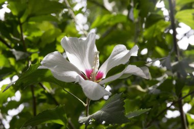 Hibiscus syriacus çalı bloom, beyaz çiçekli bitki, dallar yeşil yeşillik