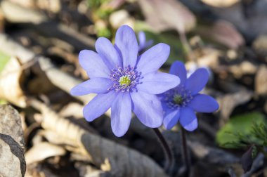Mantarı nobilis Bloom, Grup mavi menekşe mor küçük çiçek, erken bahar kır çiçekleri