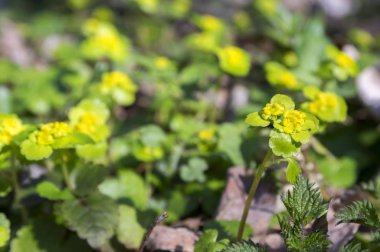 Chrysosplenium alternifolium çiçek